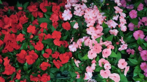 Huisplanten Bovenaanzicht Close Bloemenmarkt Bloemenwinkel Kas Tuinbouw Variëteit Van Indoor — Stockvideo
