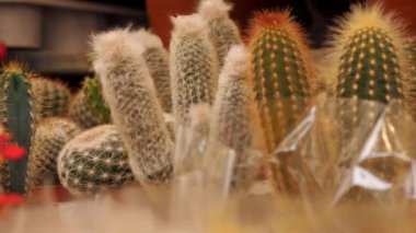 Kaktüs. Lezzetli. Çiçekler. Yakın plan. Bahçe malzemeleri dükkanındaki saksılarda çeşitli çiçek çeşitleri. Çiçek pazarı. Çiçekçi. Sera. Bahçecilik. 
