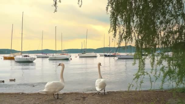 美丽的大白天鹅出现在湖畔的沙滩上 平静和安抚的场景 湖中有许多停泊的游艇和帆船 山地背景 多云的春天日落 — 图库视频影像