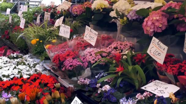 Blomstermarknaden Trädgårdsodling Blomsteraffär Växthus Närbild Olika Inomhus Blommor Krukor Pelargoner — Stockvideo