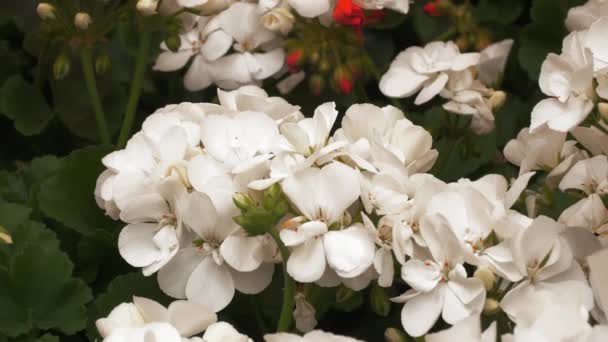Çiçek Açan Sardunyaların Çeşitli Türleri Yakın Plan Çiçek Pazarı Bahçecilik — Stok video