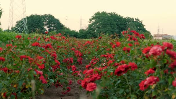 一片片玫瑰农业企业 新的玫瑰品种 园艺公司 高质量的4K镜头 — 图库视频影像