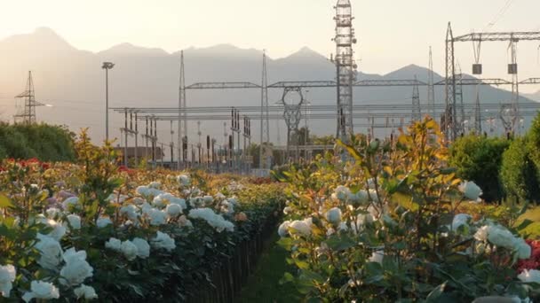 Zahrada Hory Elektrická Rozvodna Rose Bloomová Měkké Sluneční Světlo Pozadí — Stock video