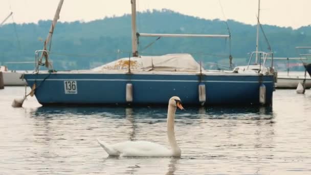 Hermoso Cisne Blanco Grande Nada Lago Escena Tranquila Pacificante Puerto — Vídeos de Stock