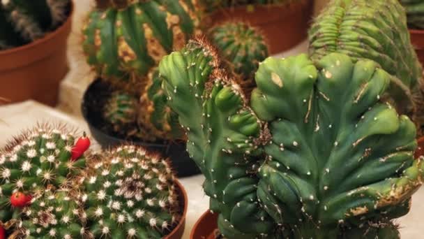 Cactus Suculentas Plantas Interior Primer Plano Mercado Flores Floristería Invernadero — Vídeos de Stock