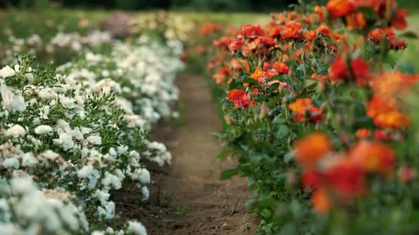 Γεωργικές Επιχειρήσεις Κηπουρική Εταιρεία Χωράφι Τριαντάφυλλα Νέες Ποικιλίες Τριαντάφυλλων Λουλούδια — Αρχείο Βίντεο