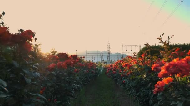Zachód Słońca Krzewy Róż Przedsiębiorstwo Rolnicze Rzecz Rozwoju Nowych Krzewów — Wideo stockowe