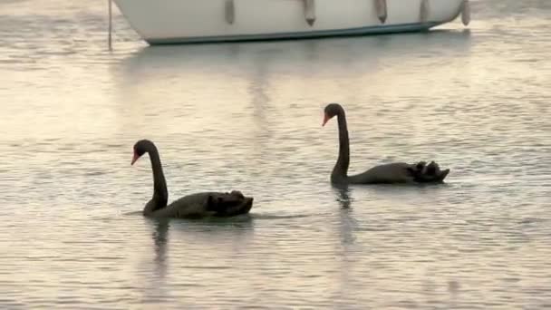 美丽的大黑天鹅在湖上游泳 平静和平静的日落 在滨湖码头 有许多停泊的游艇和帆船 — 图库视频影像