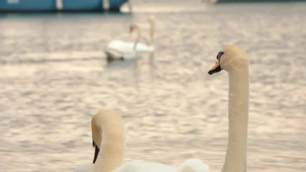 Άγρια Φύση Πουλιά Όμορφοι Λευκοί Κύκνοι Κολυμπούν Μια Λίμνη Κοντινό — Αρχείο Βίντεο