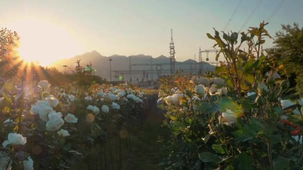 Χωράφι Τριαντάφυλλα Γεωργικές Επιχειρήσεις Σάνσετ Λουλούδια Φόντο Βουνά Ηλεκτρικός Υποσταθμός — Αρχείο Βίντεο