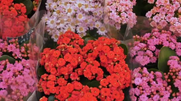 Plantas Sala Vista Superior Close Mercado Flores Loja Flores Estufa — Vídeo de Stock