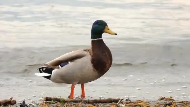 Vahşi Yaşam Kuşlar Göldeki Ördekler Yakın Plan Doğal Ortamda Kuşu — Stok video