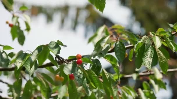 Cerejas Close Cereja Vermelha Cresce Ramos Com Folhas Verdes Exuberantes — Vídeo de Stock