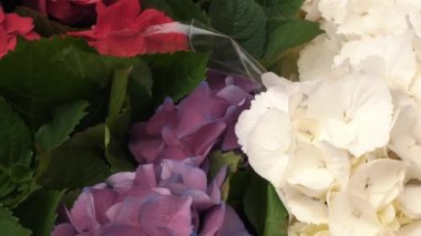 Ortanca. Çiçekler. Yakın plan. saksılarda, bahçıvanlık ve erzak deposunda çeşitli ortanca çiçekleri var. Çiçek pazarı. Çiçekçi. Sera. Bahçecilik