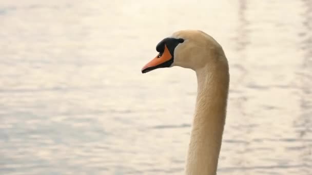 Faune Oiseaux Beau Grand Cygne Blanc Nage Sur Lac Gros — Video
