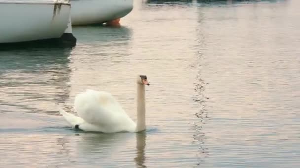 湖上的天鹅 傍晚时分 美丽的大白天鹅在湖上游泳 多云的春天日落 — 图库视频影像