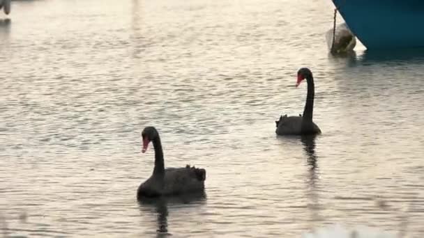 美丽的大黑天鹅在湖上游泳 平静和平静的日落 在湖中的码头停泊着帆船 — 图库视频影像