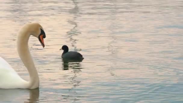 Лебедь Озере Прекрасный Большой Белый Лебедь Плавает Озере Вечером Пасмурный — стоковое видео