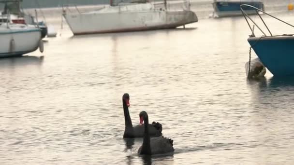 美丽的大黑天鹅在湖上游泳 平静和平静的日落 在滨湖码头 有许多停泊的游艇和帆船 — 图库视频影像
