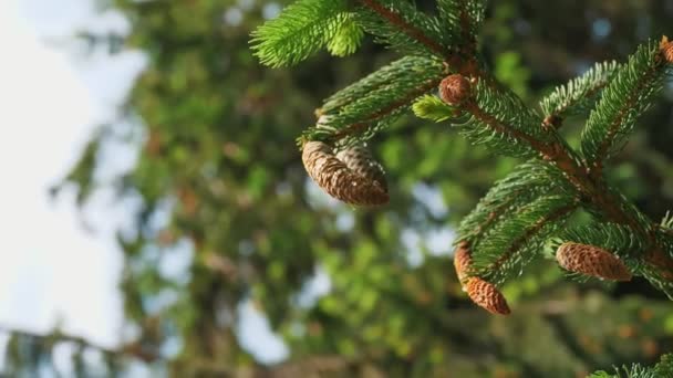 幼小的球果在嫩绿的云杉枝上 圣诞树 年轻的云杉和松树 关于野生自然 松树生命周期的树 — 图库视频影像