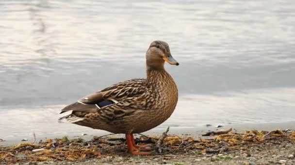 Wildlife Birds Ducks Lake Close Waterfowl Natural Environment Water Background — Stock Video
