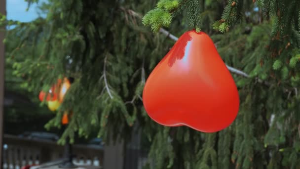 클로즈업 모양의 풍선이 공원의 잣나무 가지에 있습니다 휴일을 화창한 — 비디오