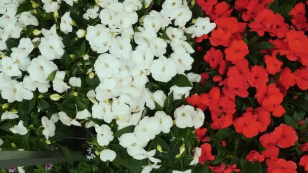 Rośliny Domowe Widok Góry Zbliżenie Rynek Kwiatowy Kwiaciarnia Szklarnia Ogrodnictwo — Wideo stockowe