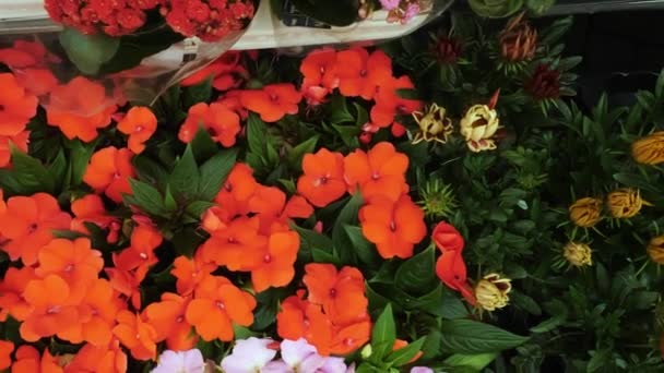 Rośliny Domowe Widok Góry Zbliżenie Rynek Kwiatowy Kwiaciarnia Szklarnia Ogrodnictwo — Wideo stockowe