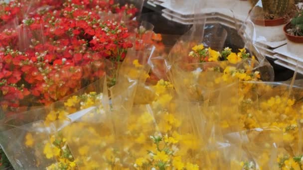 Blumenmarkt Gartenbau Blumenladen Gewächshaus Nahaufnahme Vielfalt Zimmerblumen Töpfen Geranien Kakteen — Stockvideo
