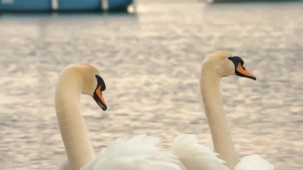 Vadon Élő Állatok Madarak Gyönyörű Nagy Fehér Hattyúk Úszkálnak Tavon — Stock videók