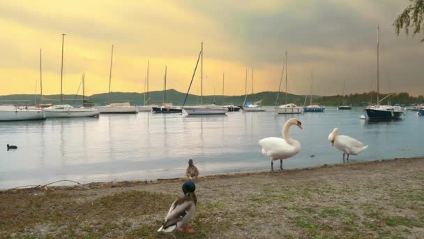 Puesta Sol Sobre Lago Patos Salvajes Cisnes Blancos Orilla Del — Vídeos de Stock