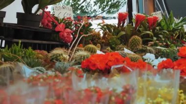 Çiçek pazarı. Bahçecilik. Çiçekçi. Sera. Yakın plan. Saksıda çeşitli çiçek çeşitleri var. sardunyalar, kaktüsler ve diğerleri. Bahçe malzemeleri dükkanında bitkiler. Çeşit çeşit sulu saksı