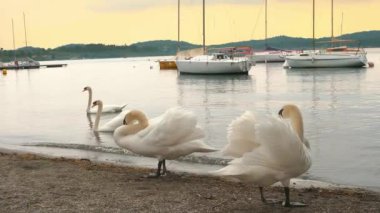 Kuğular gölde yüzer. Güzel büyük beyaz kuğular gölün kumsalına çıktı. Sakin ve huzurlu bir gün batımı. Göl limanında birçok yelkenli yat ve yelkenli var. dağ