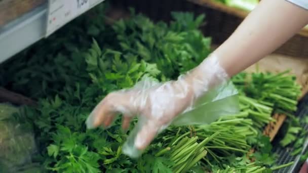 Friss Petrezselyem Közelkép Friss Fűszernövények Boltban Kéz Egy Átlátszó Kesztyű — Stock videók