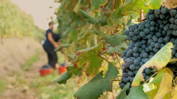 Grape Harvesting Viticulture Handmade Harvesting Vineyard Farmers Cutting Bunches Ripe — Stock Video