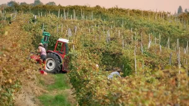 Druivenoogst Handgemaakte Oogsten Van Wijngaarden Boeren Snijden Trossen Rijpe Druiven — Stockvideo