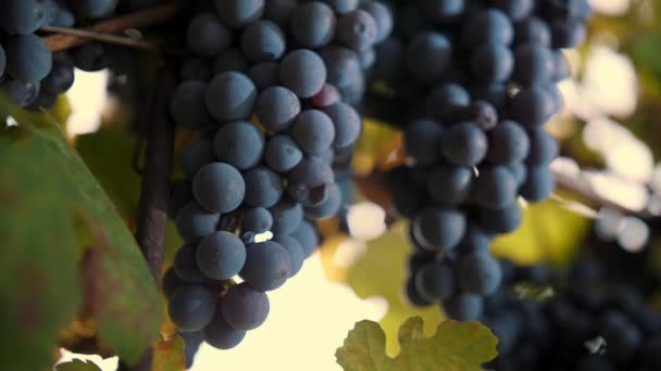 Ripe Bunches Grapevines Very Close Sweet Red Grapes Vines Vineyard — Stock Video