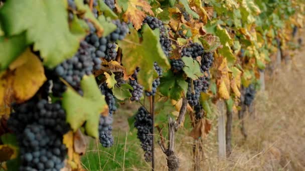 Een Wijnstok Italiaanse Wijngaard Wijnbouw Druiven Groeien Druivenbladeren Vervaagden Hete — Stockvideo