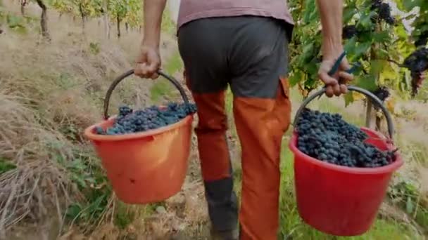 Grape Harvesting Buckets Full Freshly Cut Grapes Viticulture Close Handmade — Stock Video