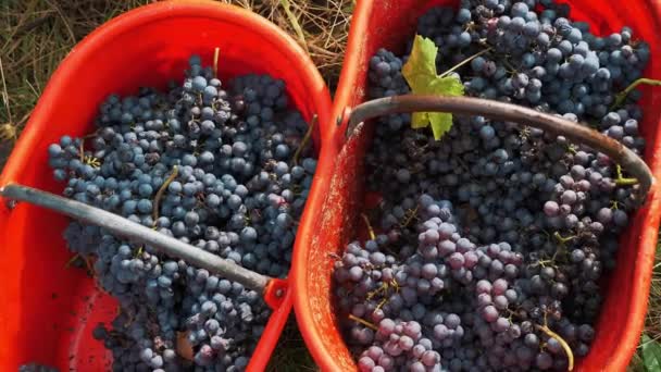 Grape Harvesting Buckets Full Freshly Cut Grapes Viticulture Close Handmade — Stock Video