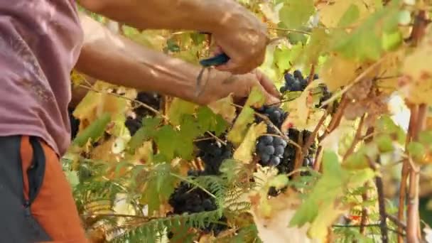 葡萄收获 葡萄园的手工收获 农民们收割成捆的成熟葡萄 葡萄味道鲜美 挂在葡萄藤枝上 种植葡萄以生产葡萄酒 — 图库视频影像