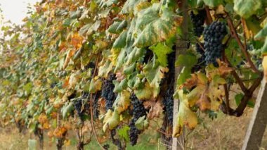 Dedikodu. İtalyan üzüm bağı. Bağcıklık. Üzüm yetişiyor. Asma yaprakları güneşte solmuş. Olgun ve sulu üzüm salkımları asılıdır, güneş ışığında, hasat için hazırdır. güneşli sonbahar