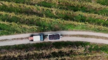 Üzüm hasadı. Üst Manzara. Hasat edilen üzümlerin incelenmesi için şaraphaneye nakledilmesi. Bir traktör üzüm bağlarından geçen toprak yolu boyunca bir karavanda üzüm hasadı taşıyor. İHA