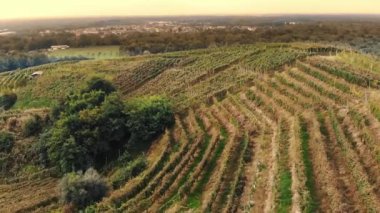 Üzüm bağlarında sıra sıra asmalar. Üst Manzara. İtalya 'da, dağlık bir zemin ile batan güneşin parlaklığında olgunlaşmış kırmızı üzümlerle dolu düzenli üzüm sıraları. Çiftlik arazisindeki üzüm bağları. Hava aracı görünümü
