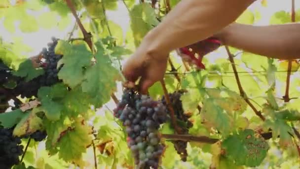 グレープの収穫 クローズアップ ハンドメイドのブドウ畑の収穫 熟したブドウの束を切る農民 グレープビンの枝にぶら下がっているおいしい熟したブドウ ワイン生産のためのブドウ栽培農場 — ストック動画