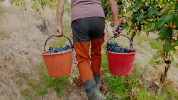 Druivenoogst Emmers Vol Met Vers Gesneden Druiven Wijnbouw Dichtbij Handgemaakte — Stockvideo