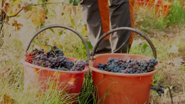 グレープの収穫 新鮮なブドウ栽培でいっぱいのバケツ クローズアップ ハンドメイドのブドウ畑の収穫 熟したブドウの束を切る農民 ワイン生産のためのブドウ栽培農場 ヴィンテージ — ストック動画