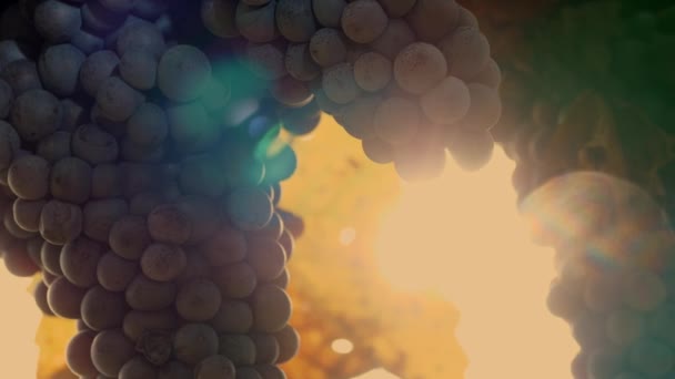 덩어리 클로즈업 수분이 포도들이 포도나무 매달려 있습니다 이탈리아 포도원 농업입니다 — 비디오