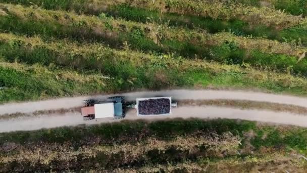 Grape Harvest Top View Transportation Harvested Grapes Winery Further Processing — Stock Video