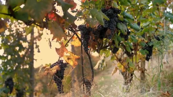 成捆的葡萄 在夕阳西下 一丛丛红色多汁的成熟葡萄挂在葡萄藤上 意大利葡萄园 葡萄生长 葡萄栽培 — 图库视频影像